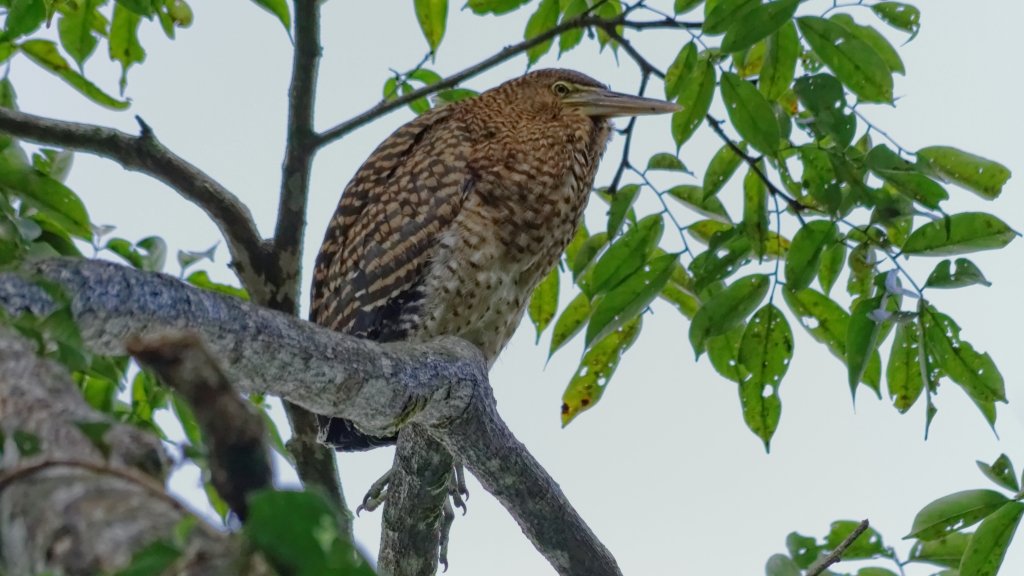 25 - Tortuguero NP (31).jpg